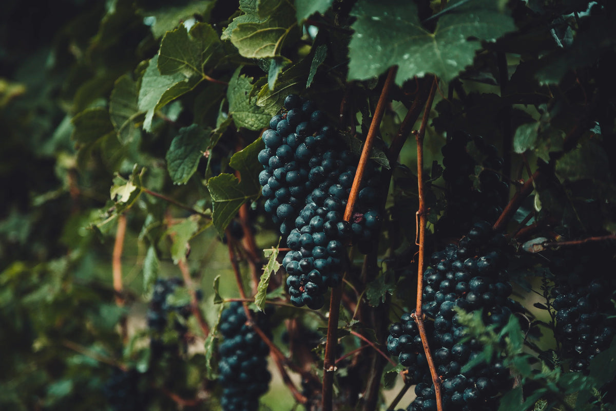 Producteur de vin bio dans l'Aude — Domaine Pilenium, certifié Ecocert FR-BIO-01