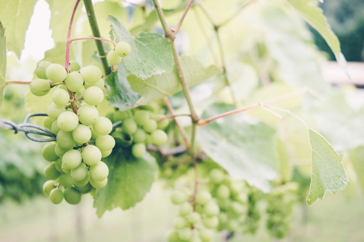 Nos Cépages — Domaine Pilenium, cépages méditerranéens