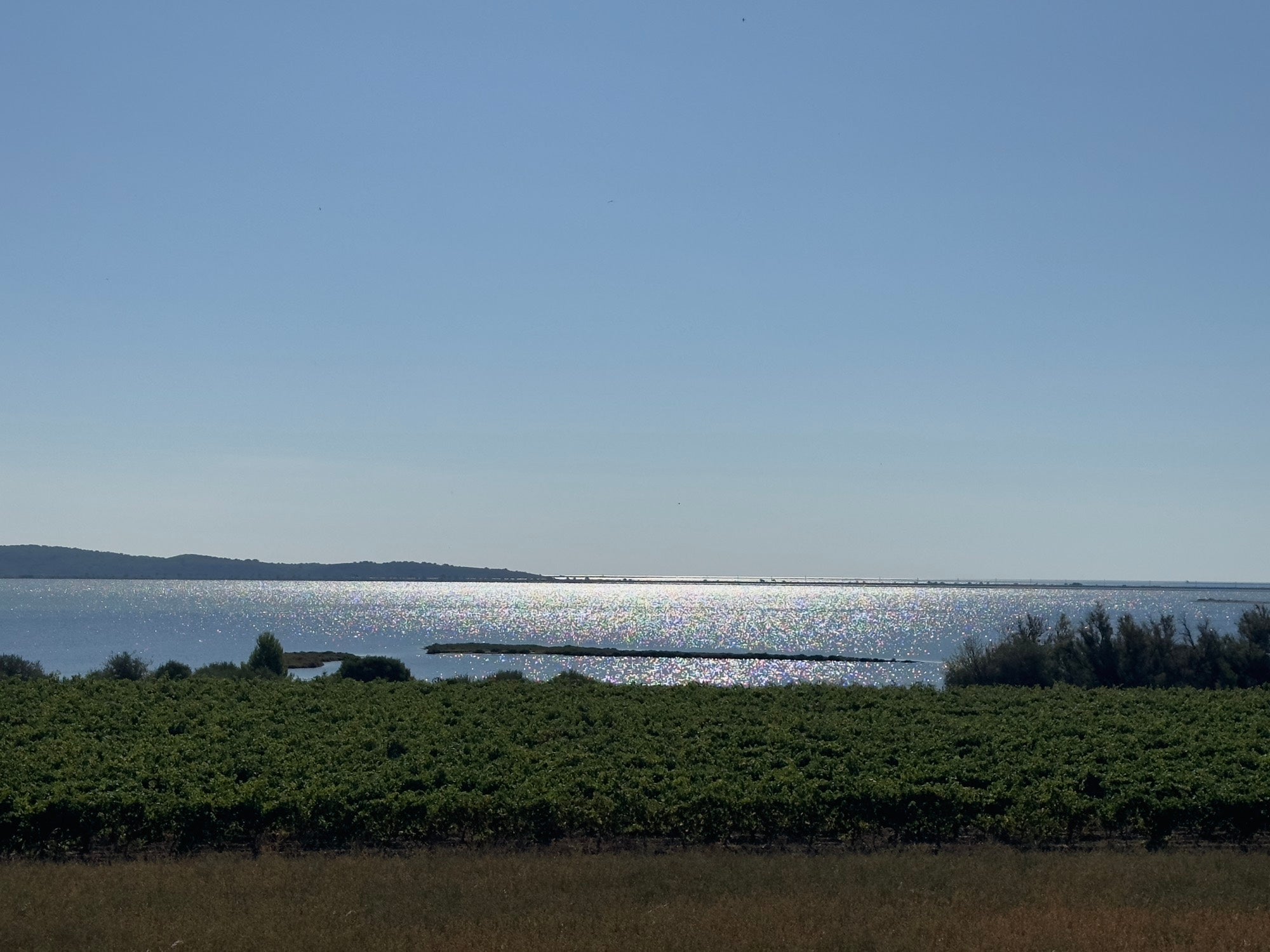 Les vignes du Domaine Pilenium face aux étangs scintillants de Bages-Sigean — l'influence maritime de l'AOP Corbières
