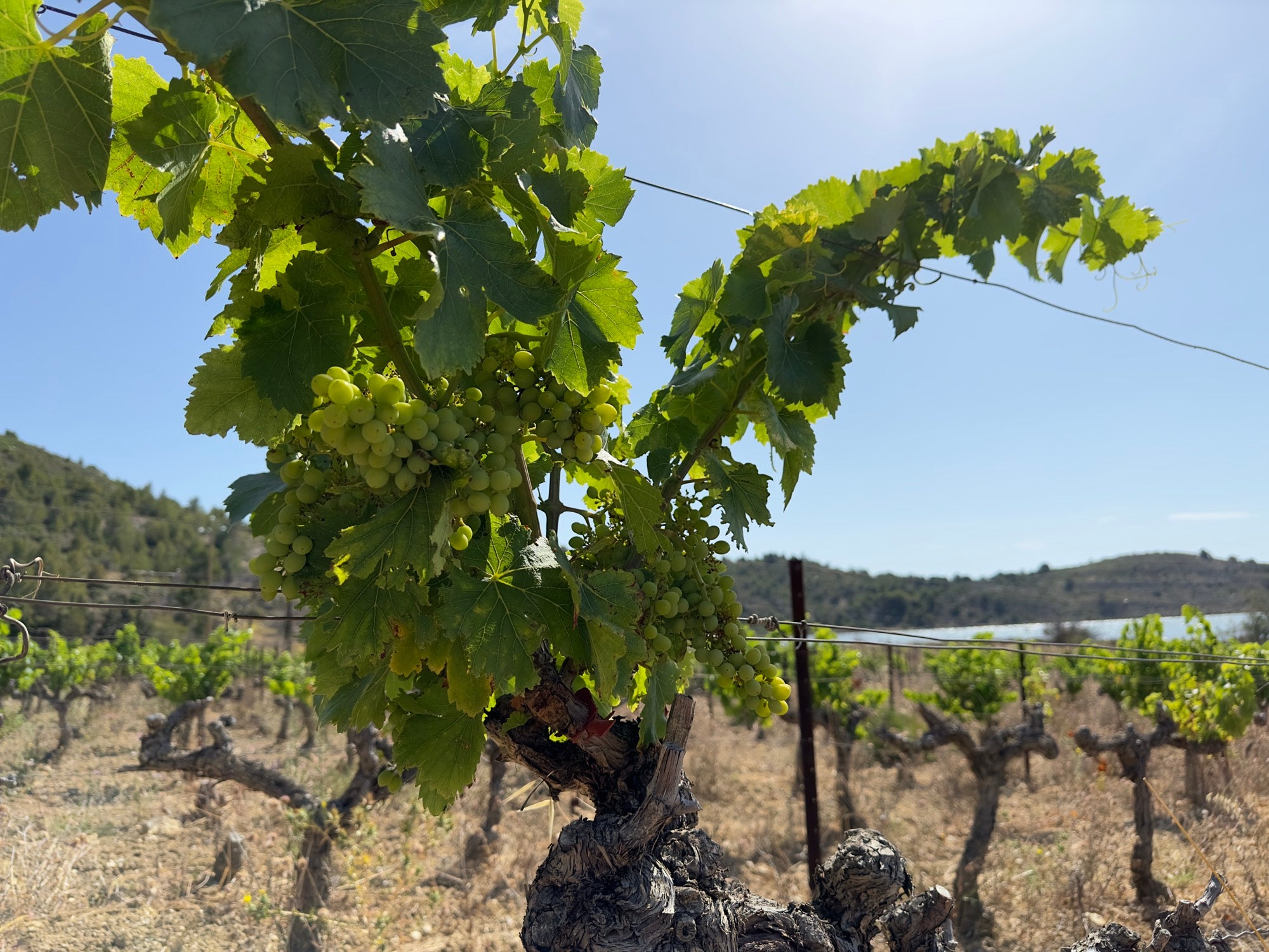 Grappe de raisins blancs mûrs sur un vieux cep en agriculture biologique — Domaine Pilenium, AOP Corbières