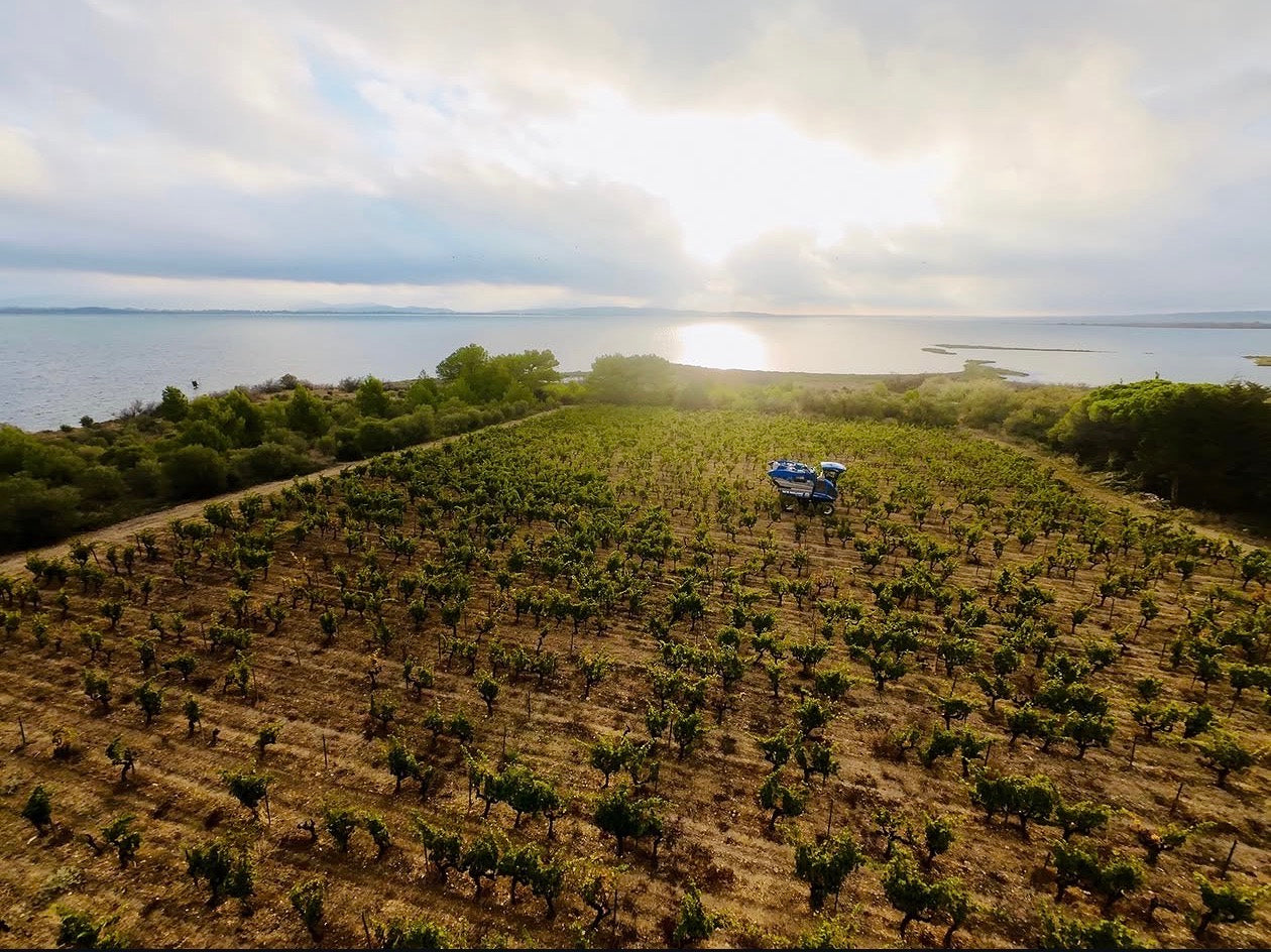 Vendanges au Domaine Pilenium, vignes face aux étangs de Bages-Sigean au petit matin — AOP Corbières biologique